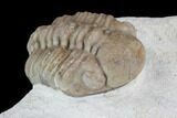 Detailed, Long Kainops Trilobite - Oklahoma #95716-2
